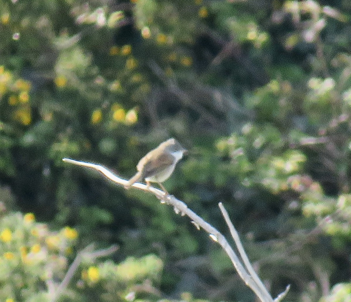 Greater Whitethroat - Sally Bergquist