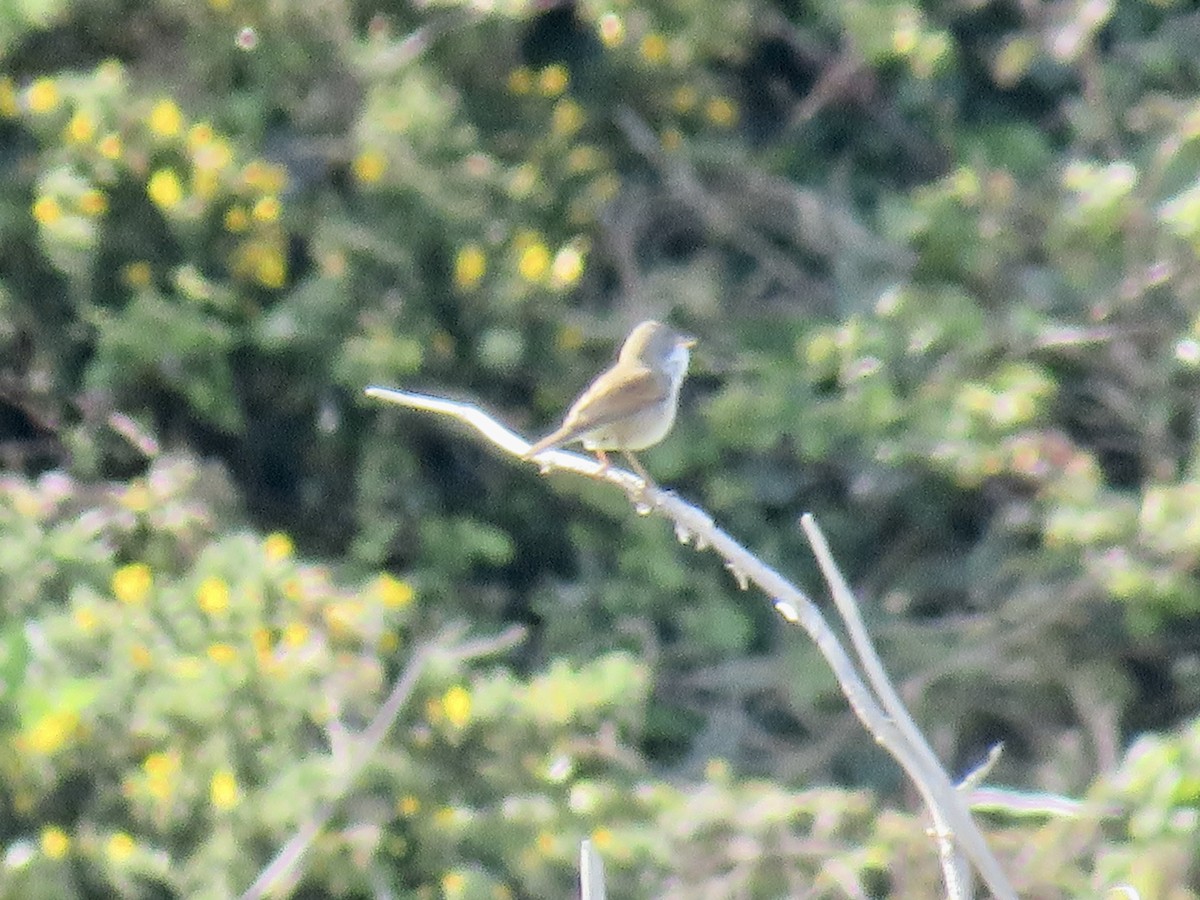 Greater Whitethroat - Sally Bergquist