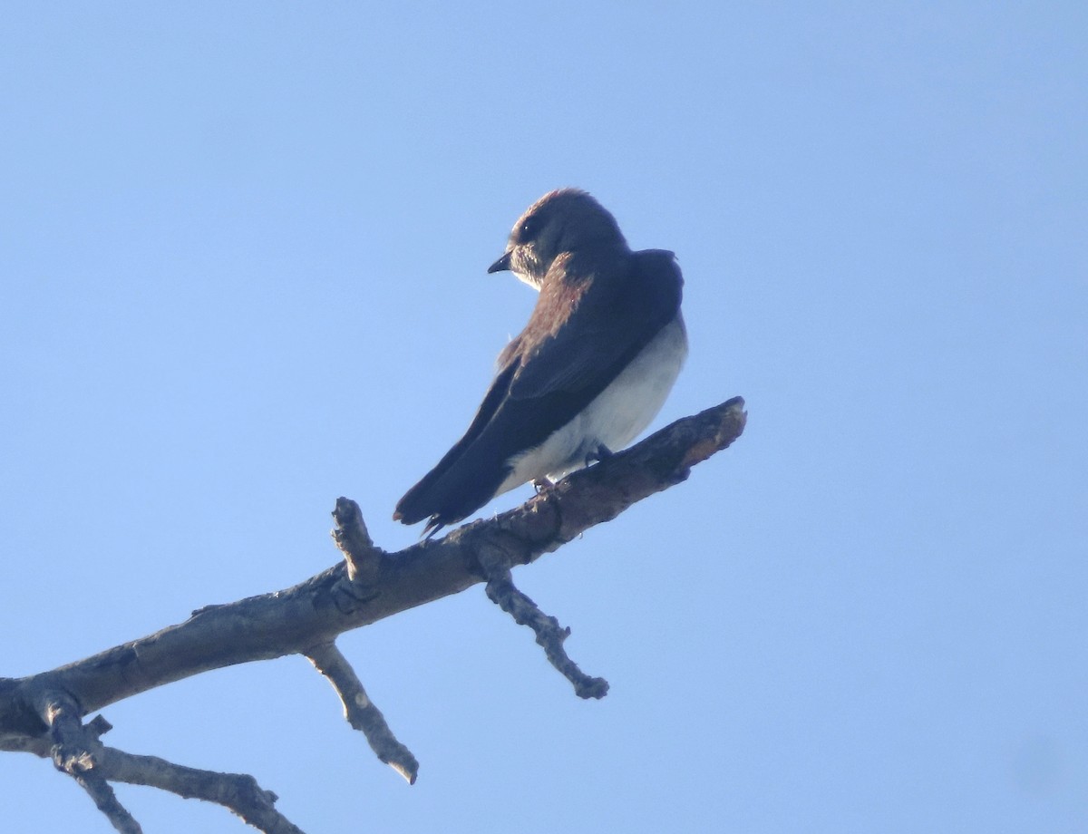 Northern Rough-winged Swallow - TK Birder