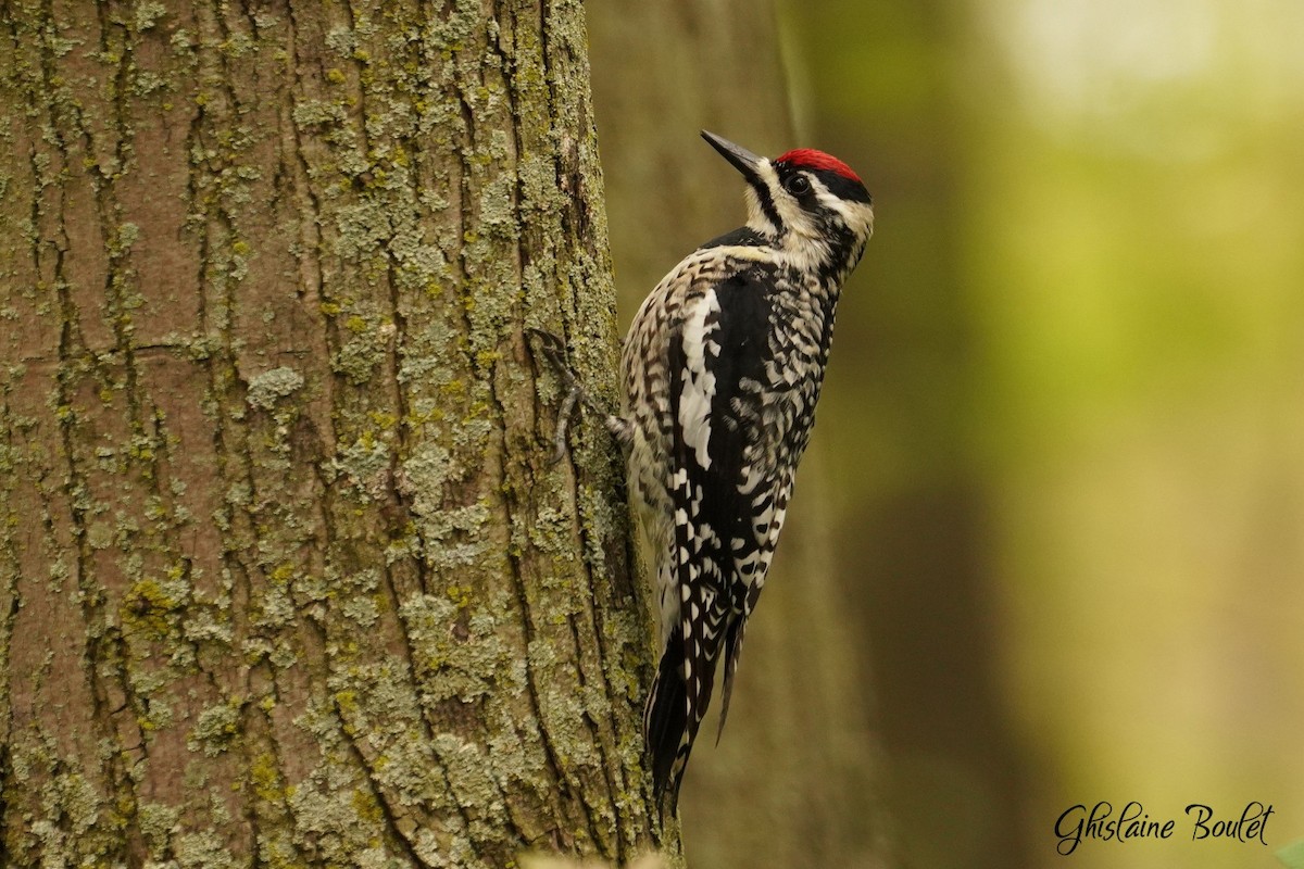 Yellow-bellied Sapsucker - ML619002810