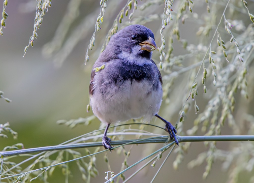 Double-collared Seedeater - Felipe Aoyagui