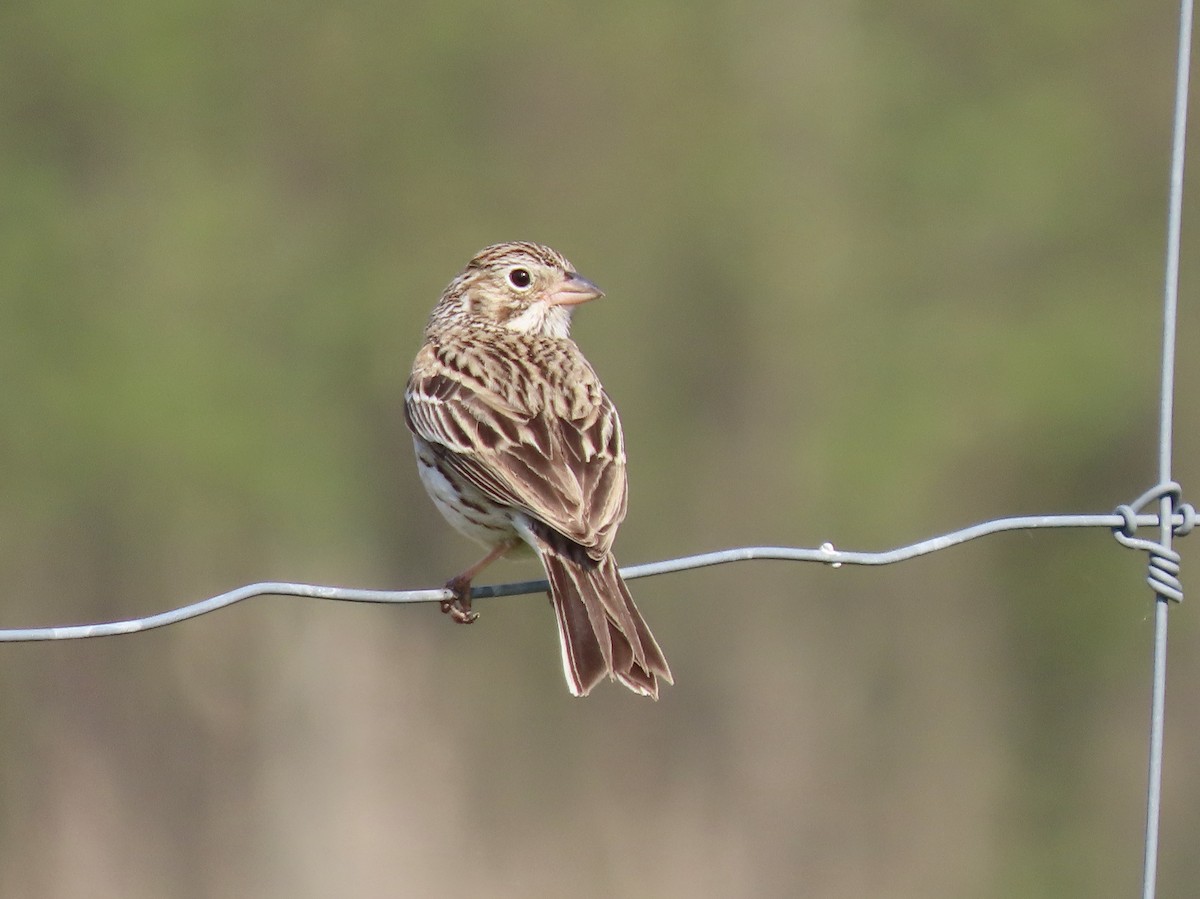 Vesper Sparrow - ML619002819