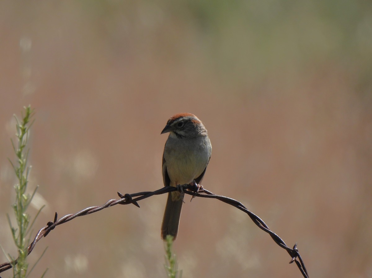 Rufous-crowned Sparrow - Dan Kadra