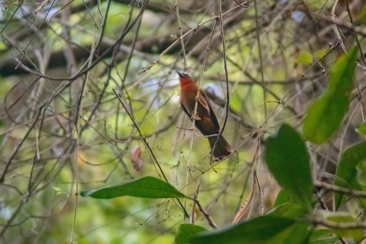 Red-throated Ant-Tanager - Manuel de Jesus Hernandez Ancheita