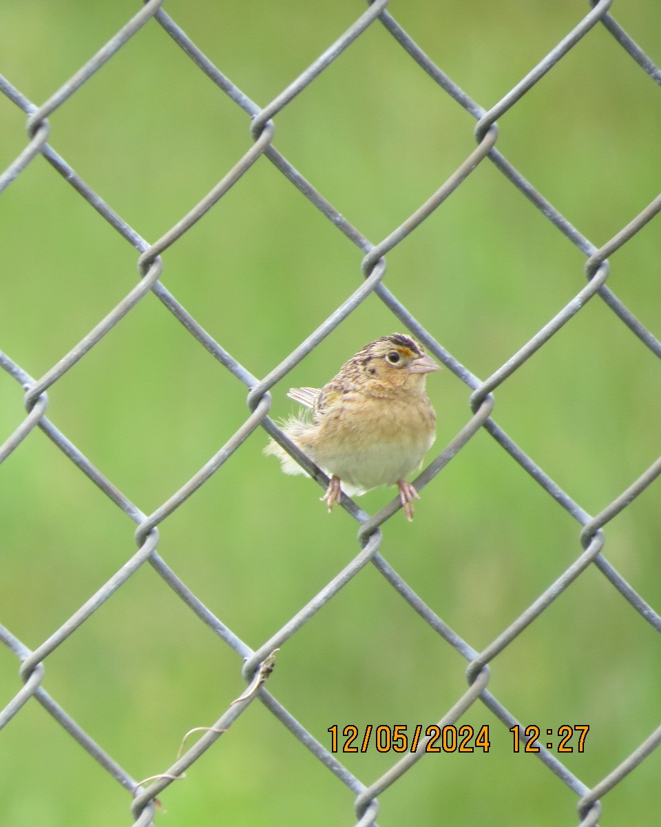 Chingolo Saltamontes - ML619002845