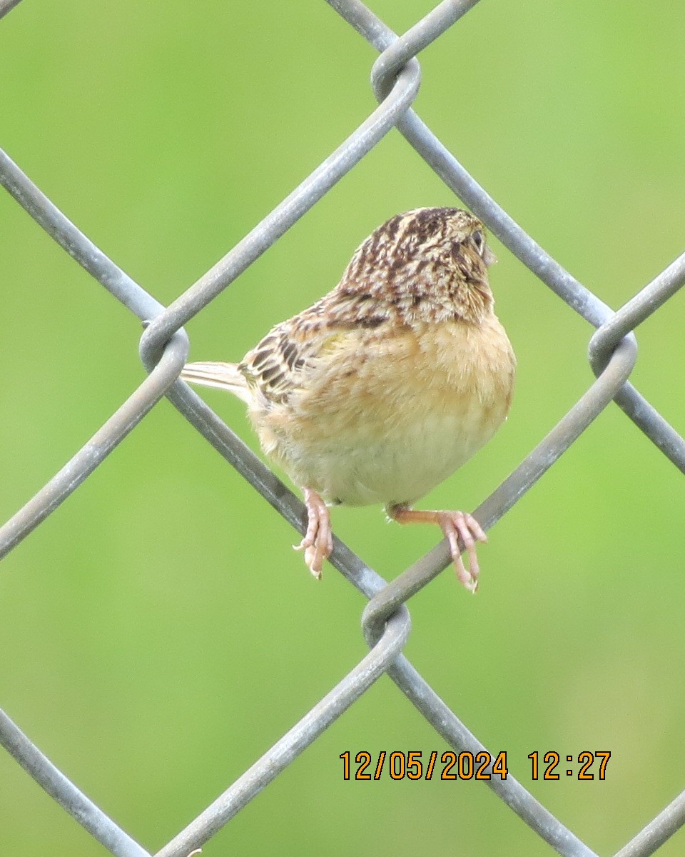 Grasshopper Sparrow - Gary Bletsch