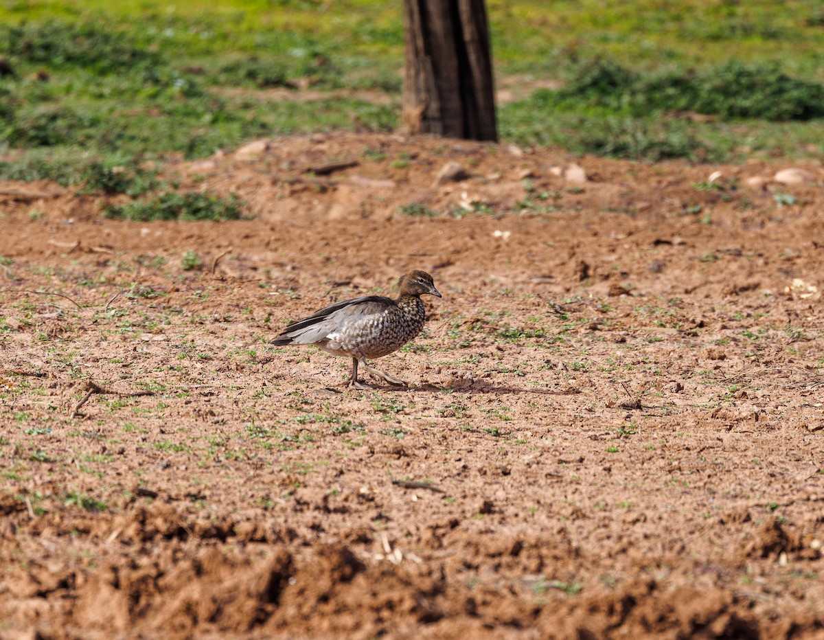 Maned Duck - ML619002895