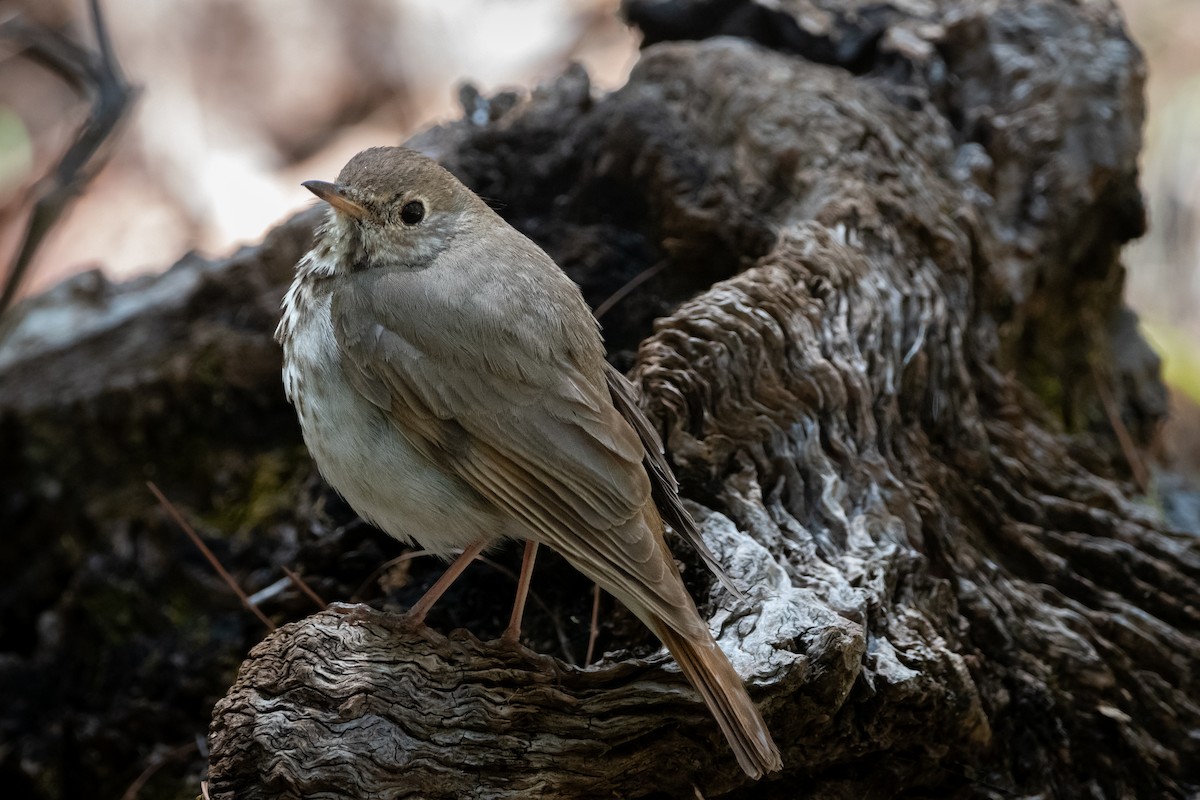 Hermit Thrush - ML619002896