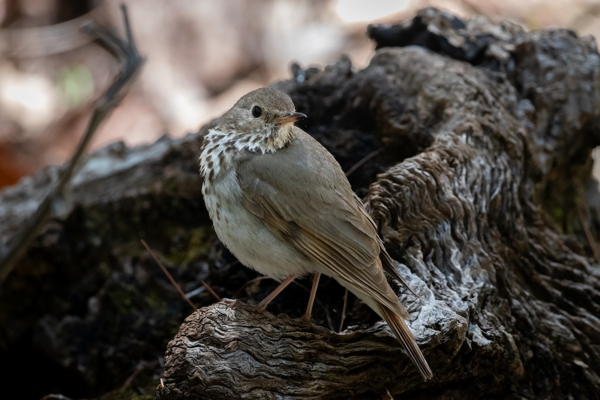 Hermit Thrush - ML619002898