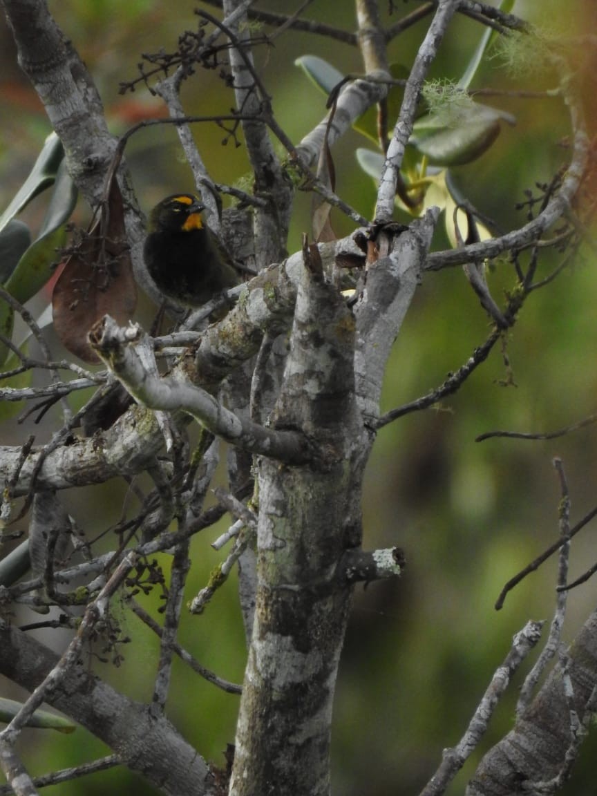 Yellow-faced Grassquit - GAMASCO Guardianes