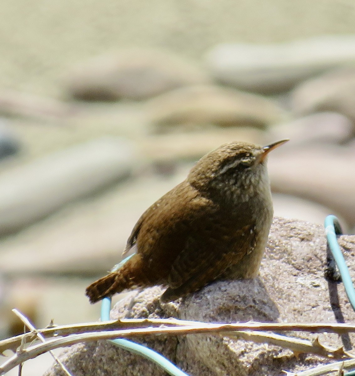 Eurasian Wren - Sally Bergquist