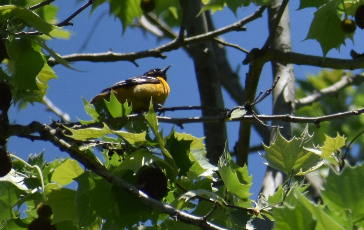 Baltimore Oriole - ML619002933