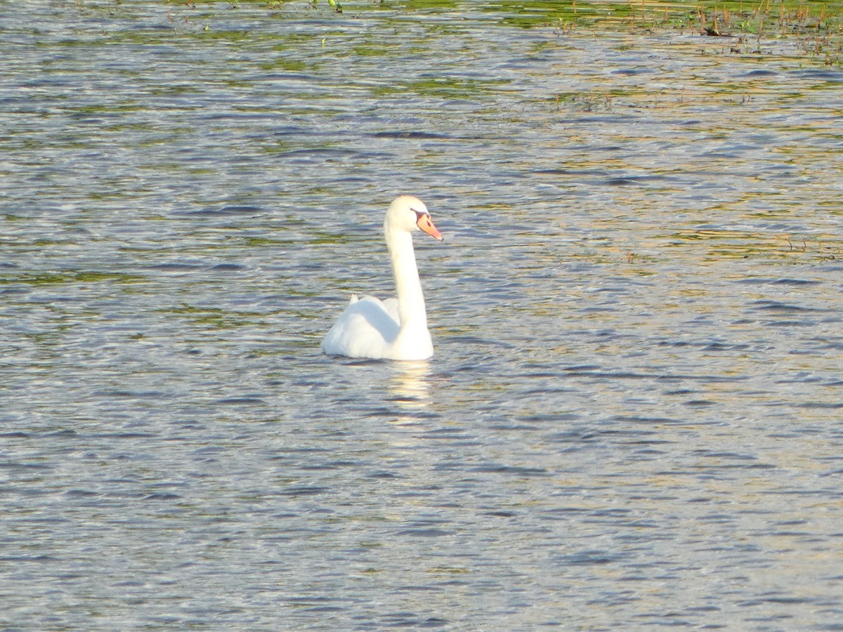 Mute Swan - ML619002949