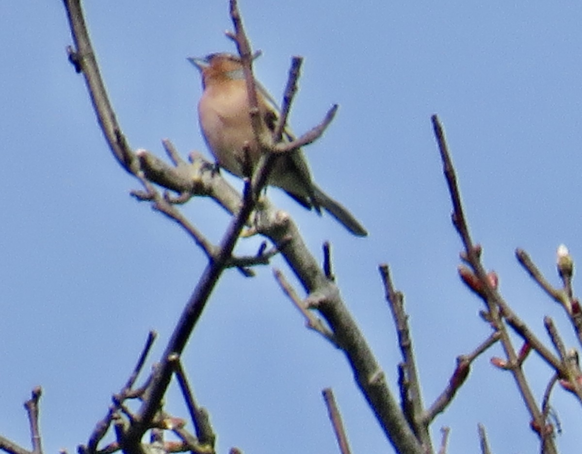 Common Chaffinch - Sally Bergquist