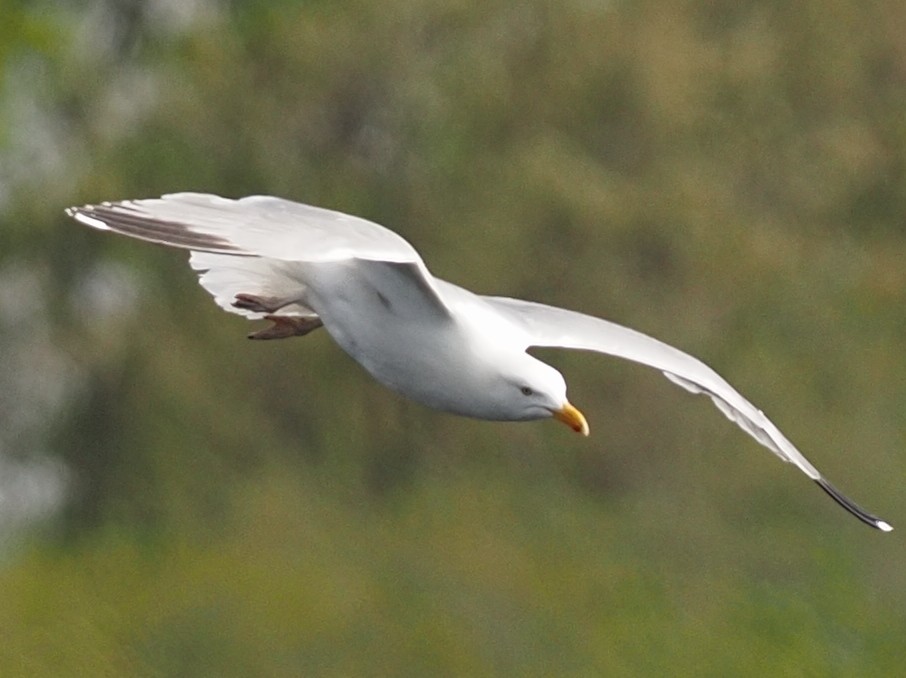 Herring Gull - ML619002967