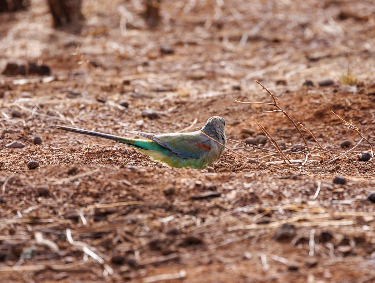 Mulga Parrot - Paul Rankin