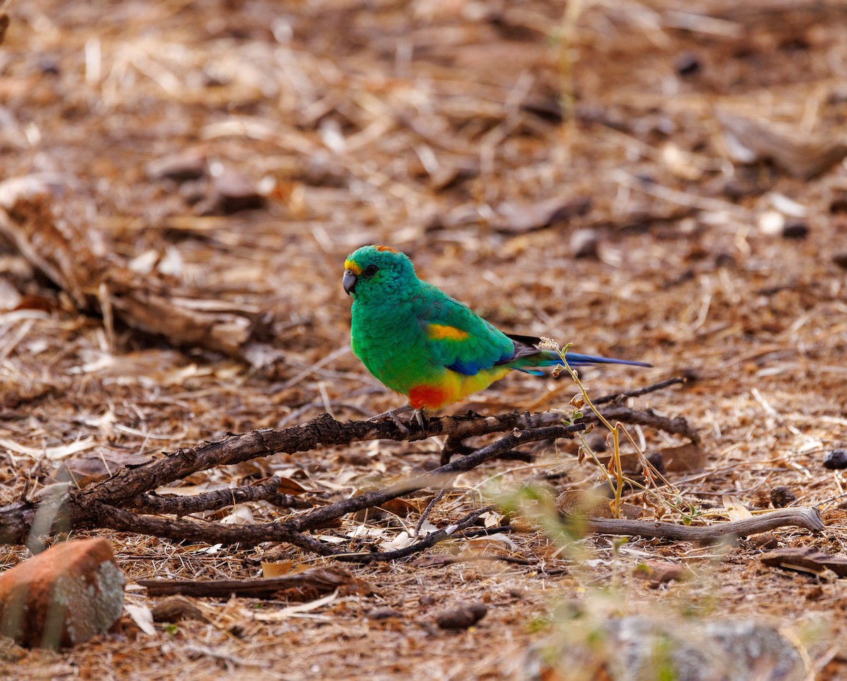 Mulga Parrot - Paul Rankin