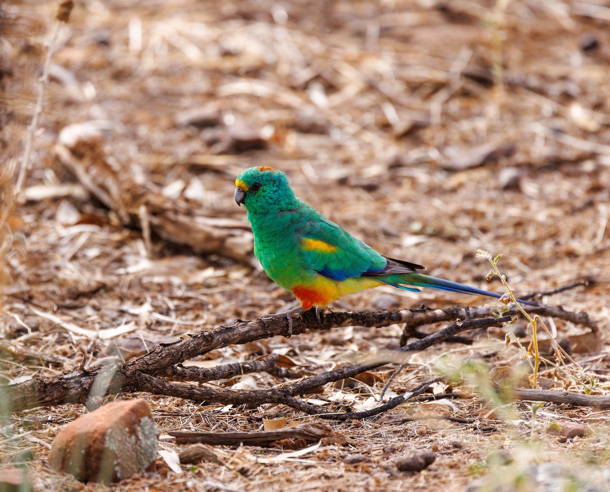 Mulga Parrot - Paul Rankin