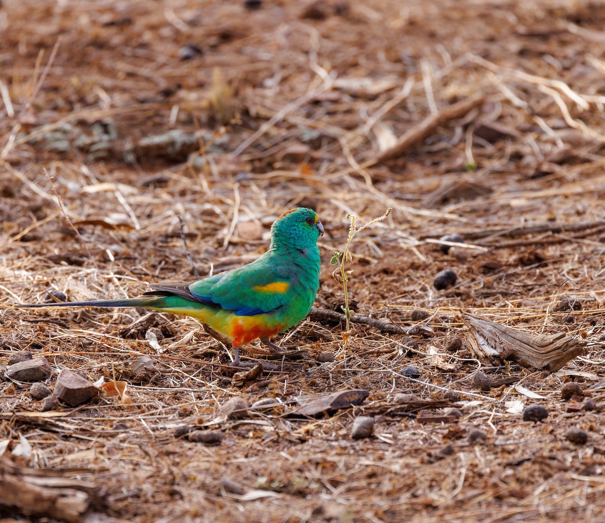 Mulga Parrot - ML619003017