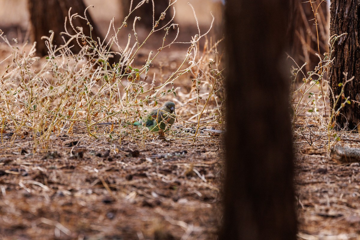 Mulga Parrot - Paul Rankin