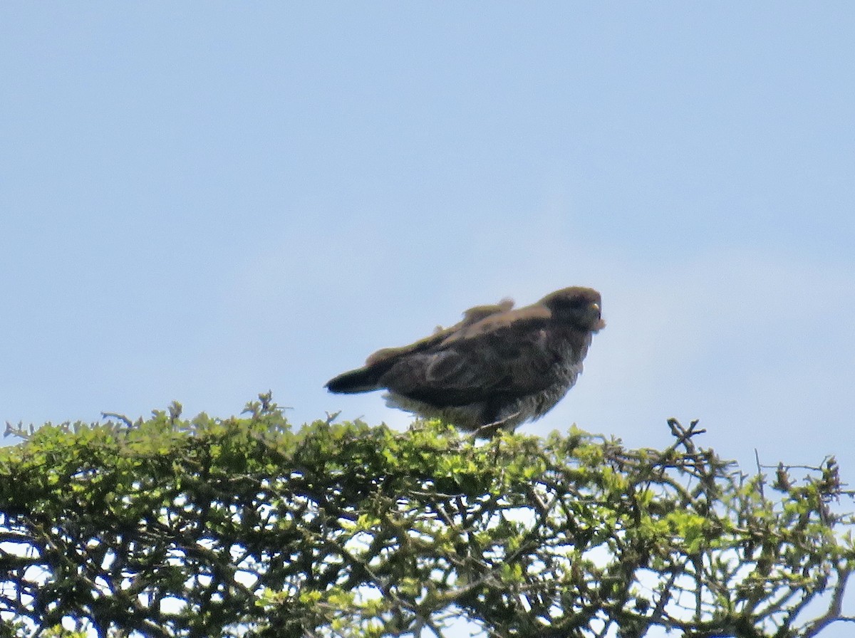 Common Buzzard - Sally Bergquist