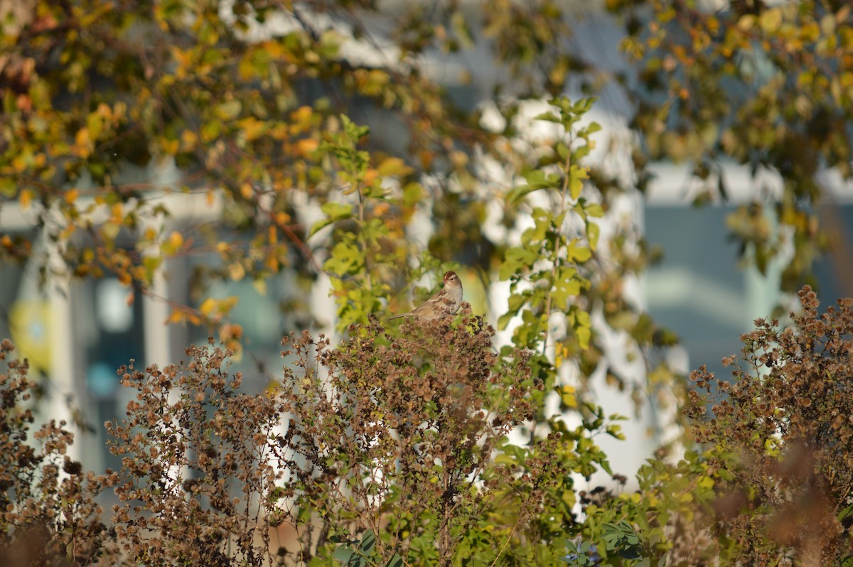 American Tree Sparrow - Justin Hageman