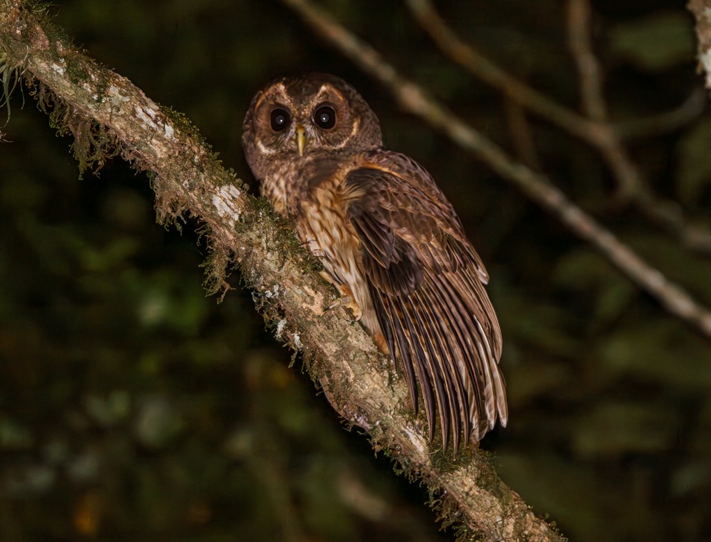 Mottled Owl - Felipe Aoyagui