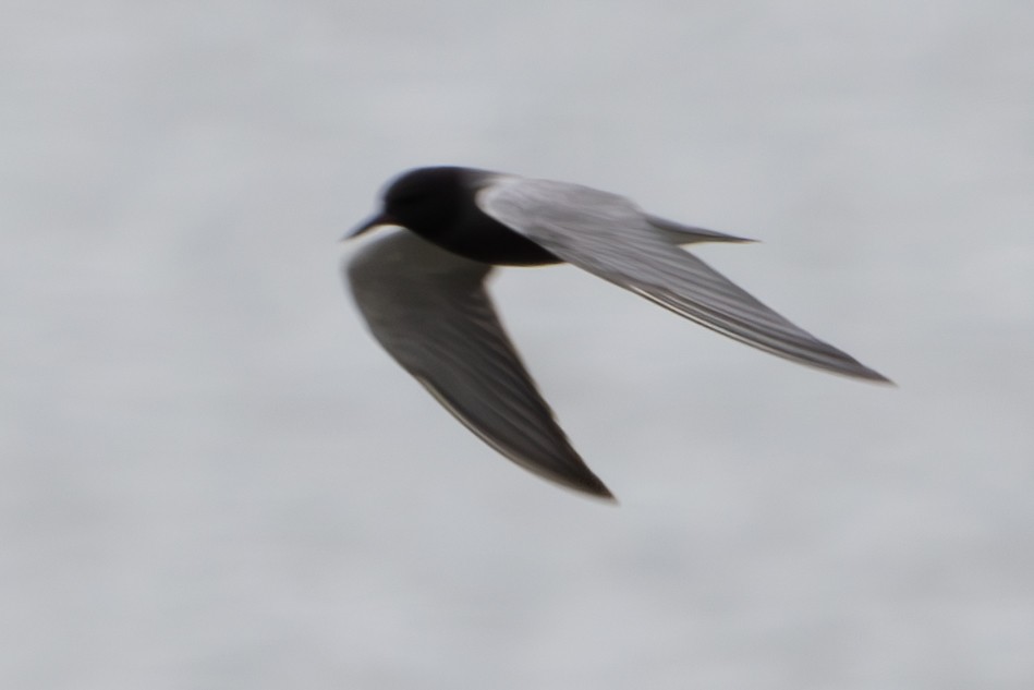 Black Tern - ML619003023