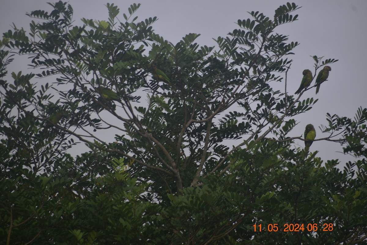 Brown-throated Parakeet - Jannier Ponare