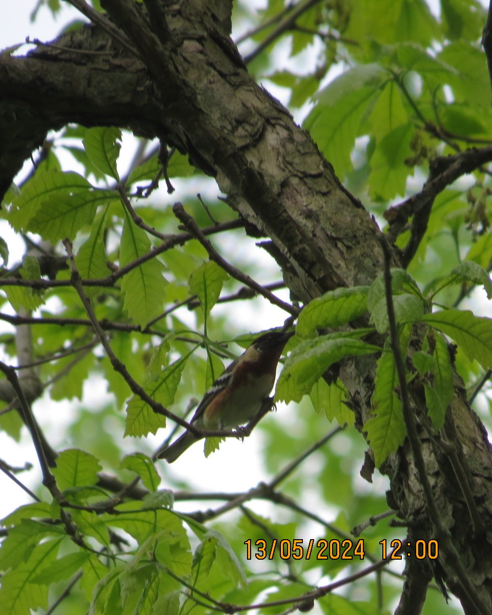 Bay-breasted Warbler - Gary Bletsch