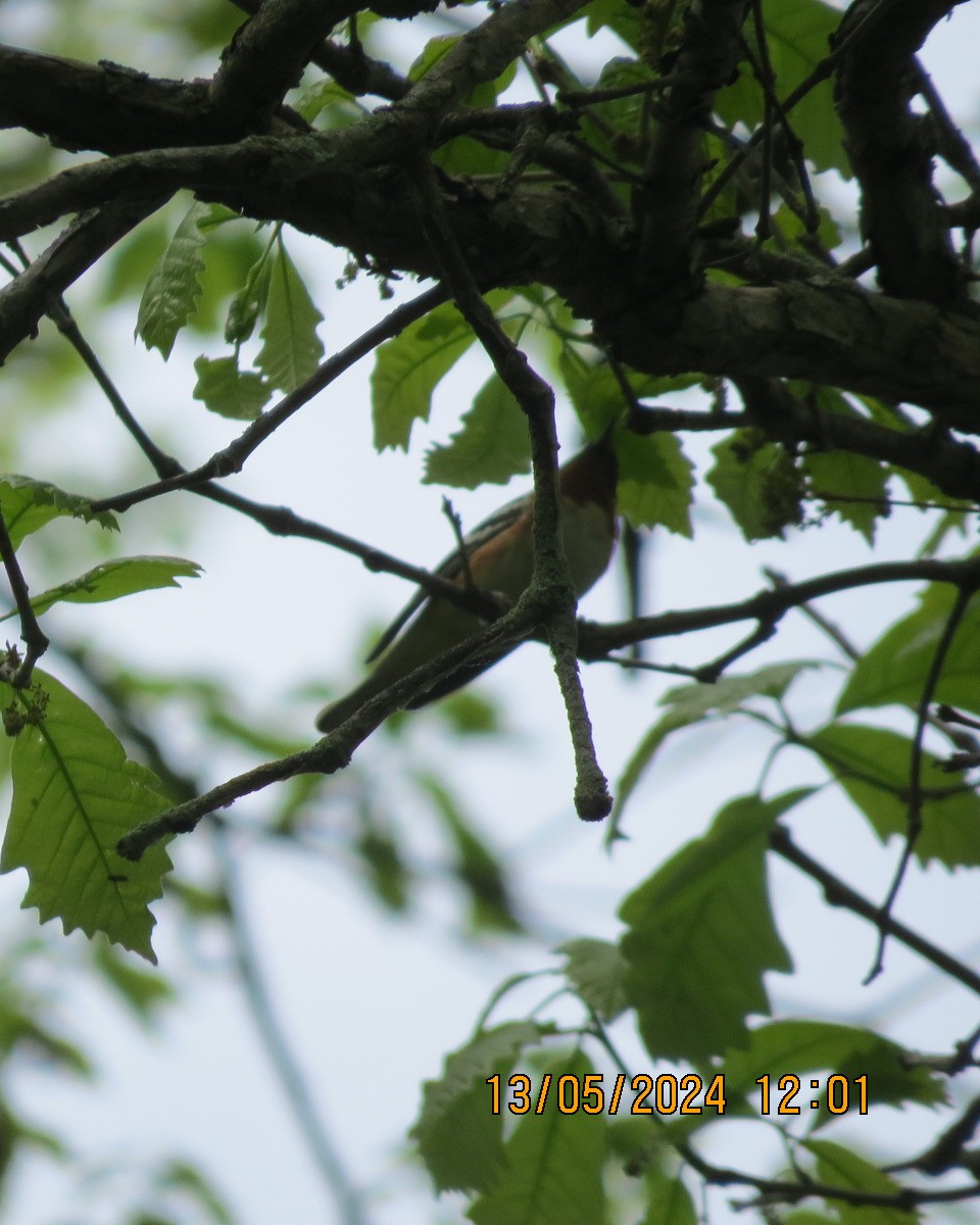 Bay-breasted Warbler - Gary Bletsch