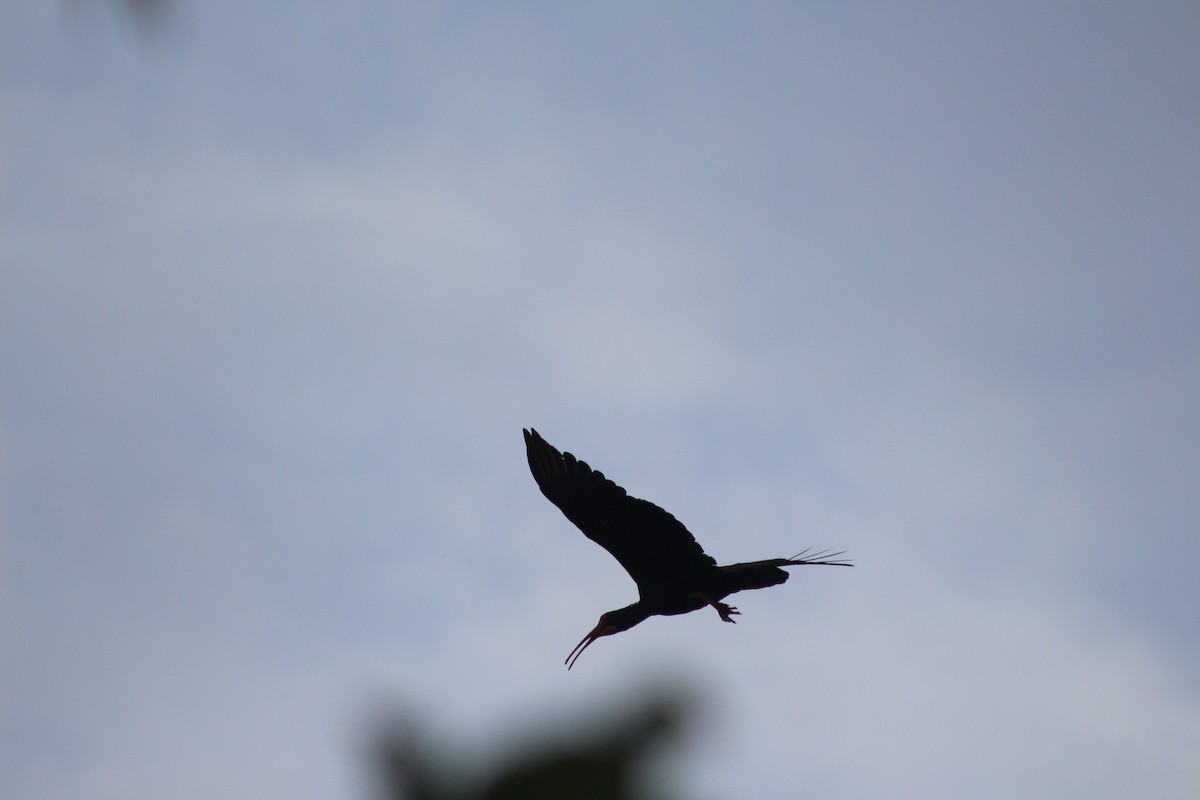ibis dlouhoocasý - ML619003066