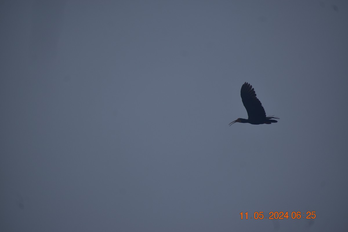 ibis dlouhoocasý - ML619003068