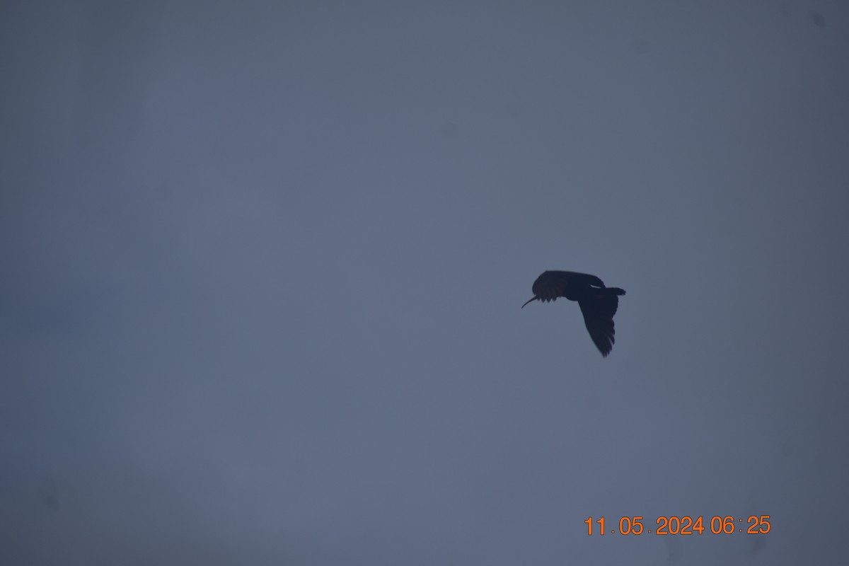 ibis dlouhoocasý - ML619003070