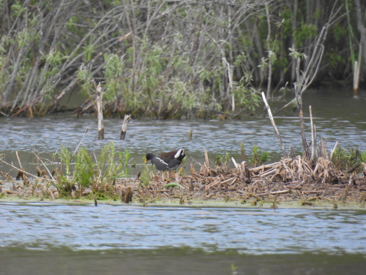 Common Gallinule - Janet Sippel