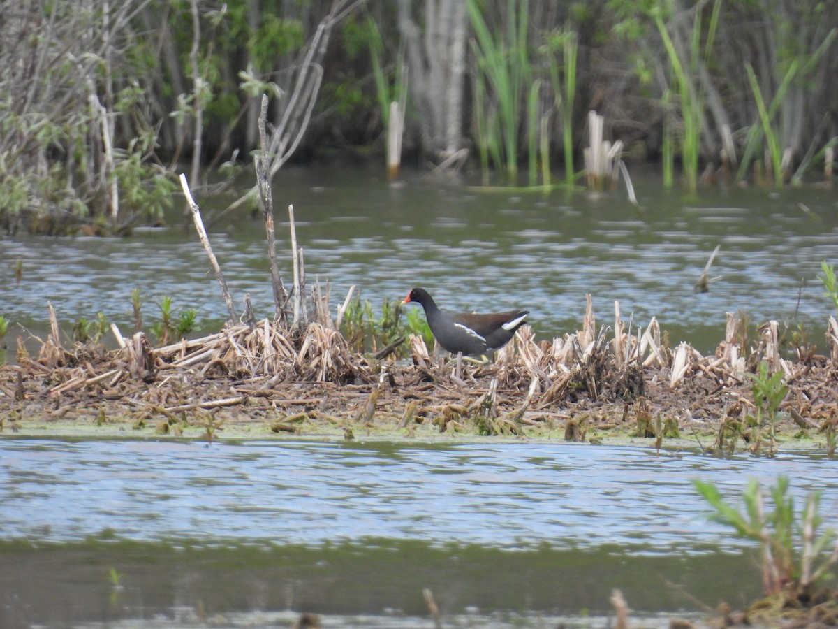 Common Gallinule - Janet Sippel