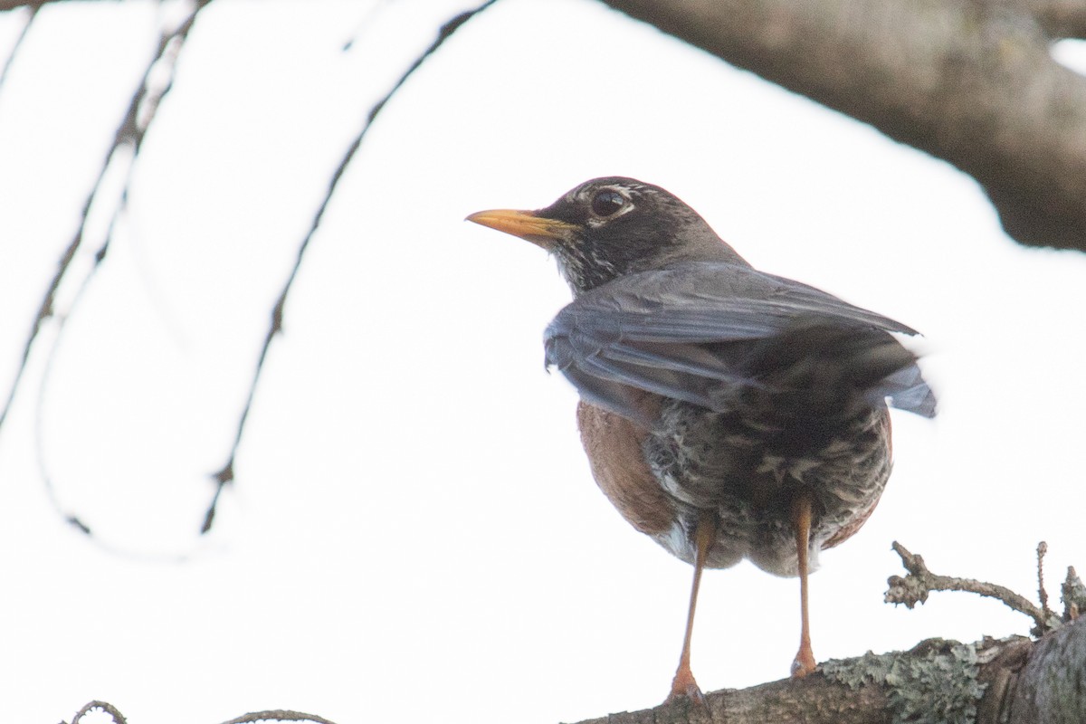 American Robin - John Jackson