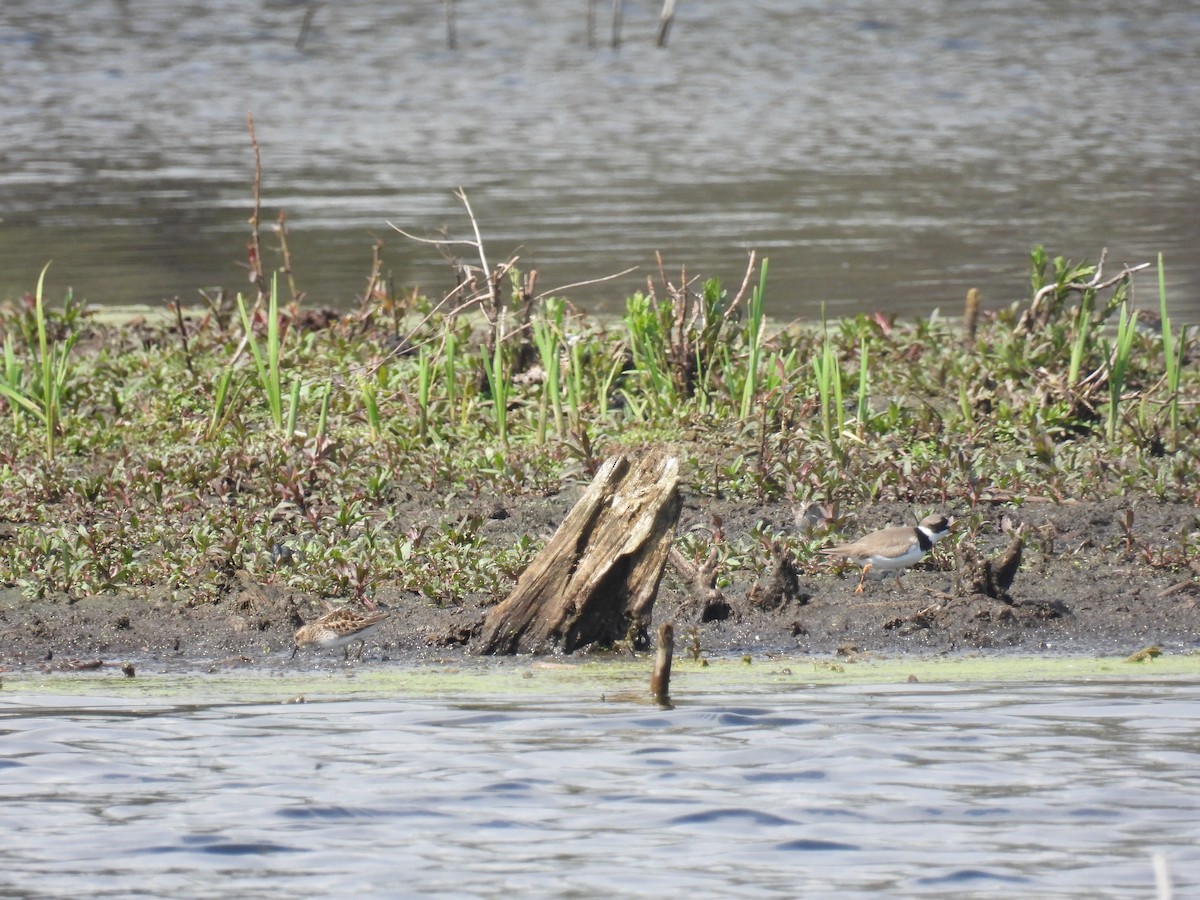 Least Sandpiper - Janet Sippel