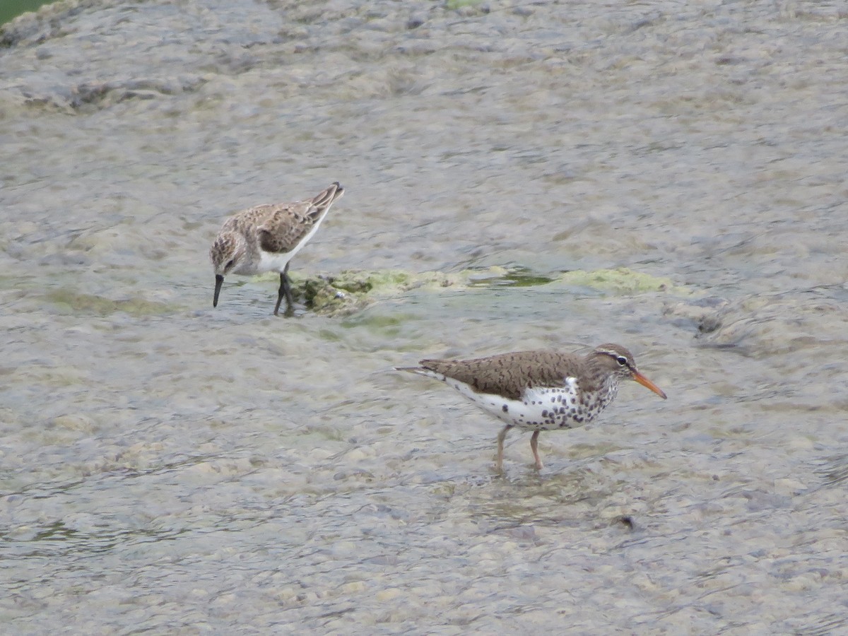 Spotted Sandpiper - ML619003137