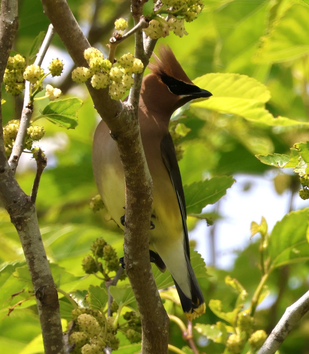 Cedar Waxwing - ML619003154