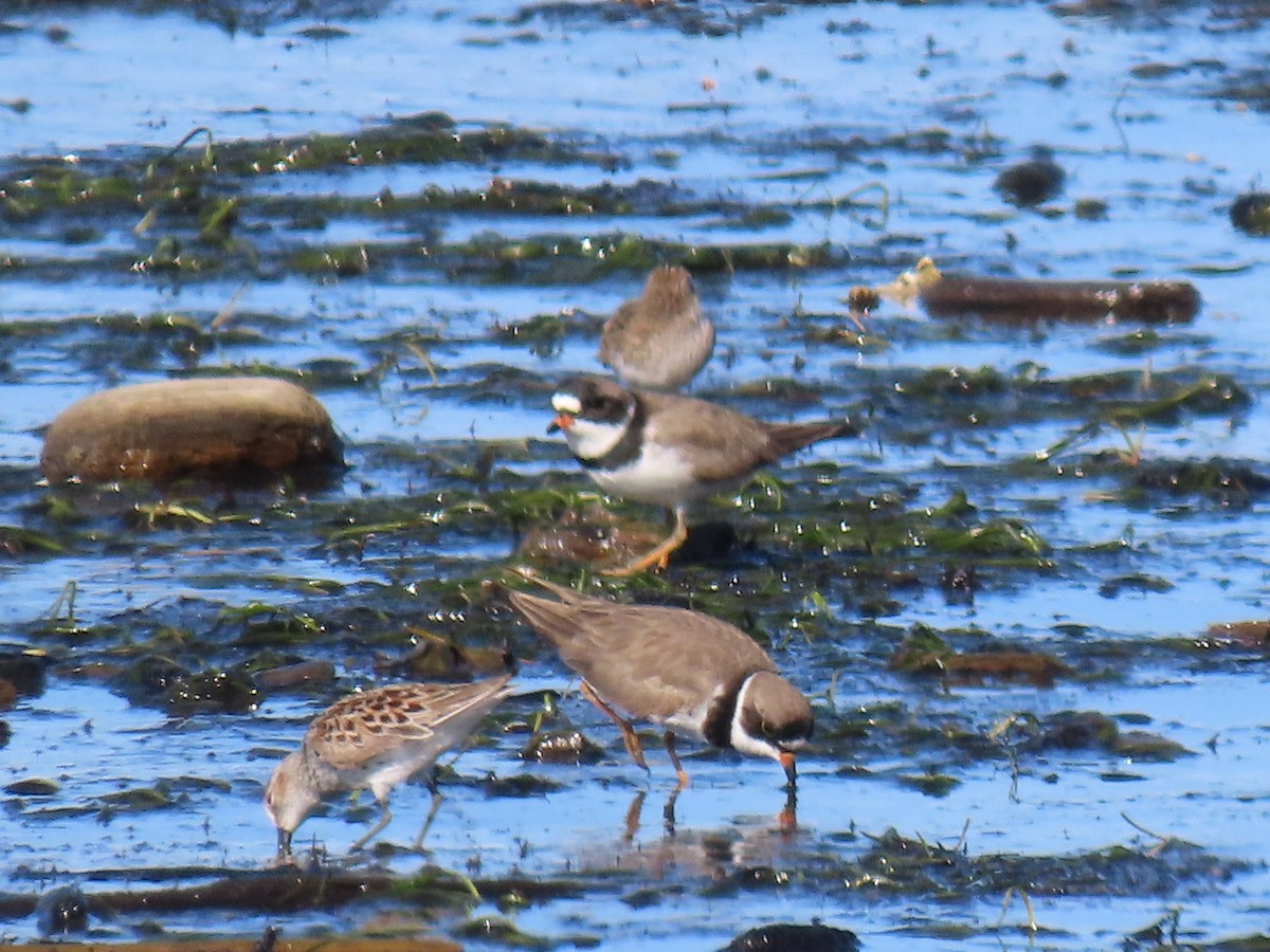 Semipalmated Plover - Vibeke Pedersen