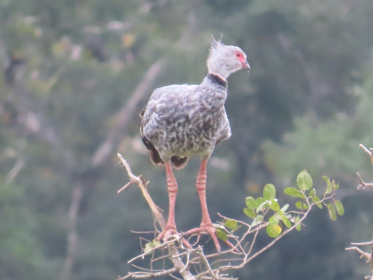 Southern Screamer - ML619003176