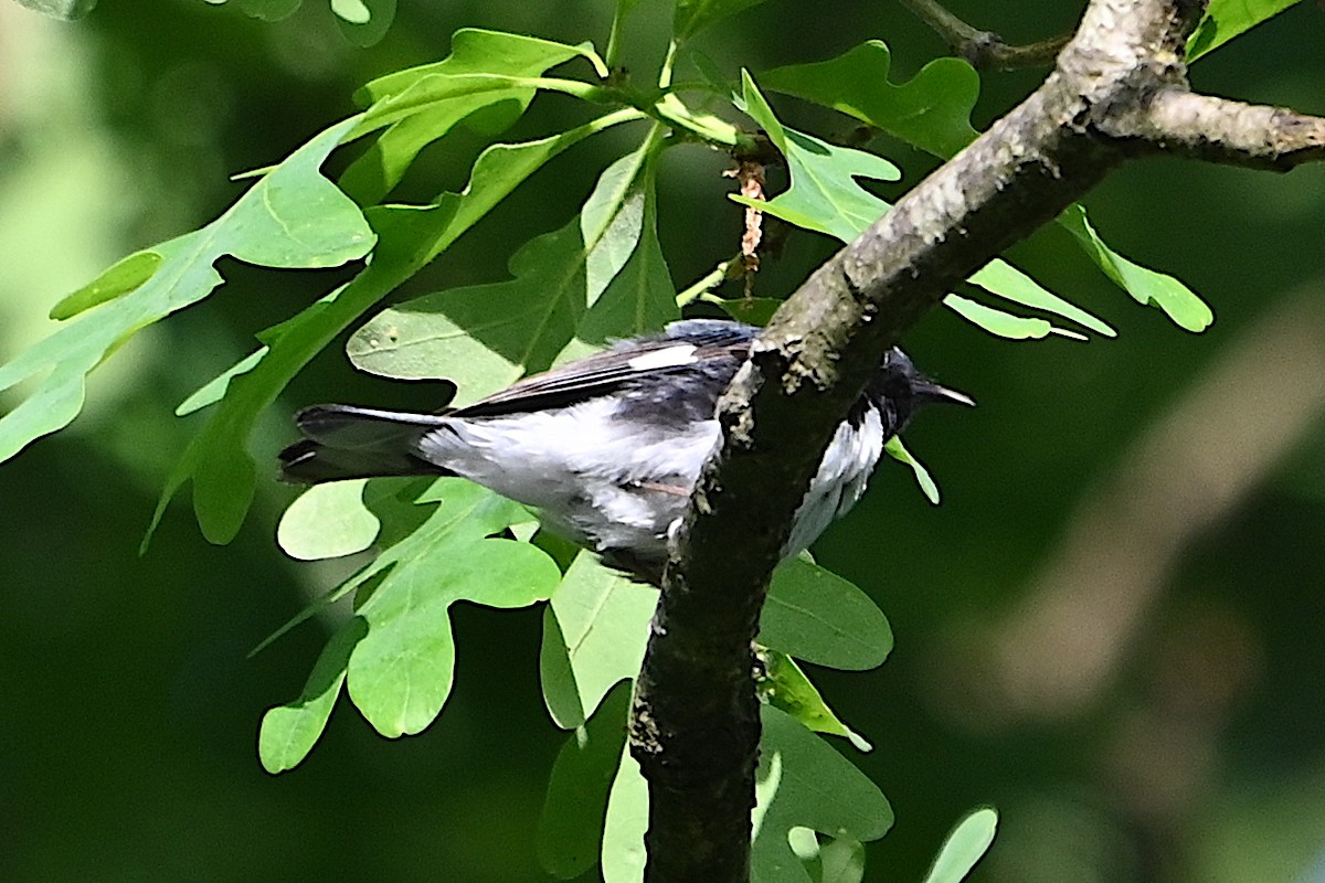 Black-throated Blue Warbler - Chad Ludwig