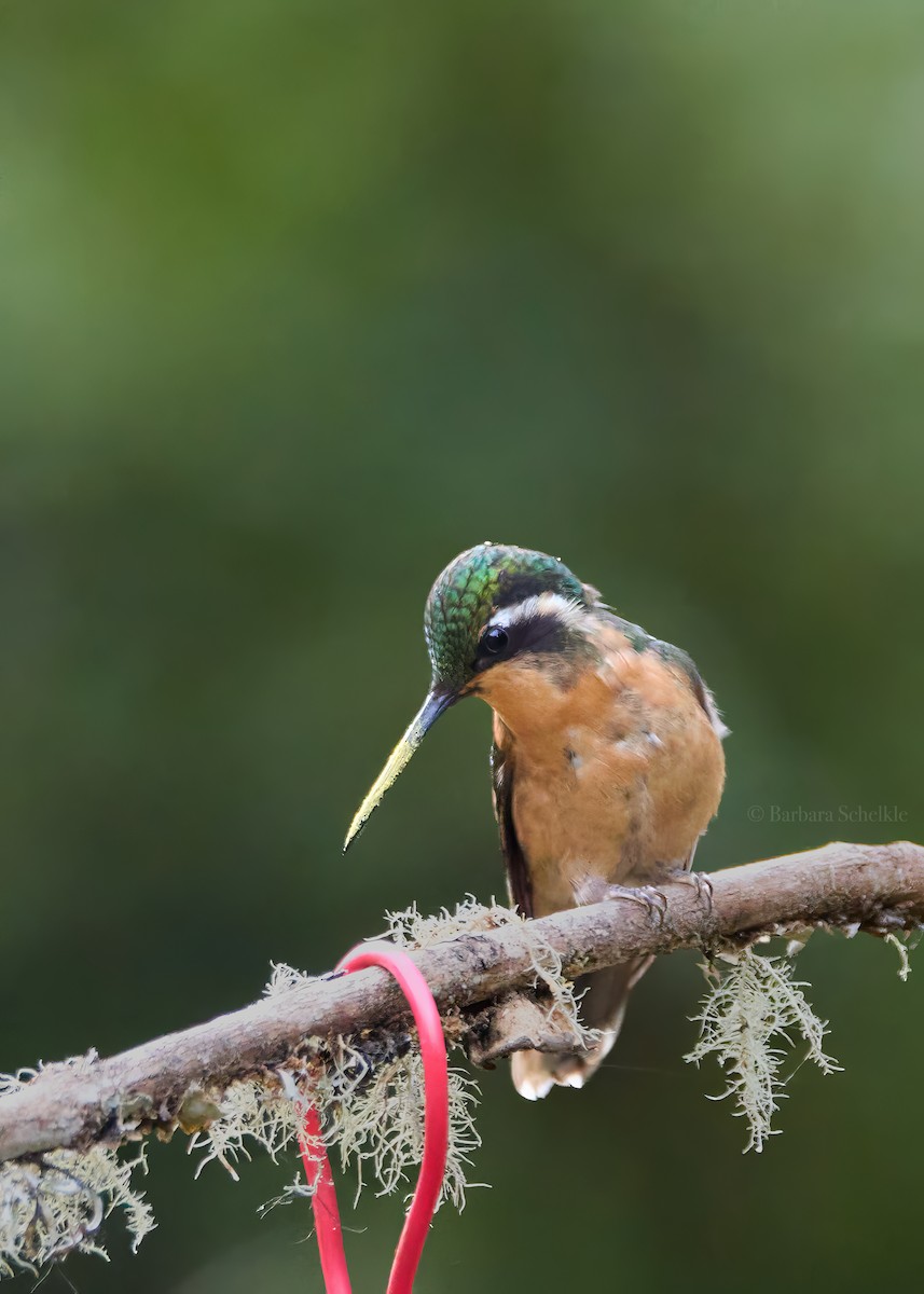 White-throated Mountain-gem - Barbara S