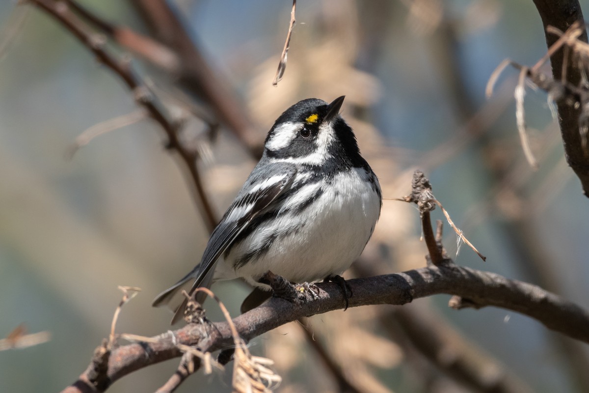 Black-throated Gray Warbler - ML619003208