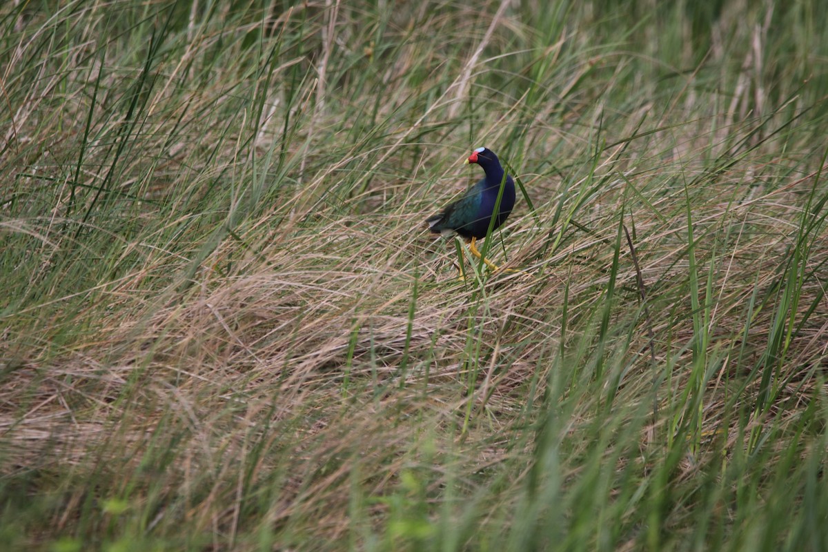 Purple Gallinule - Stephanie  Wallace