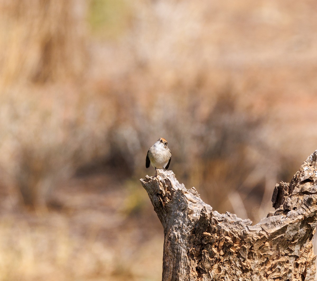 Red-capped Robin - ML619003255