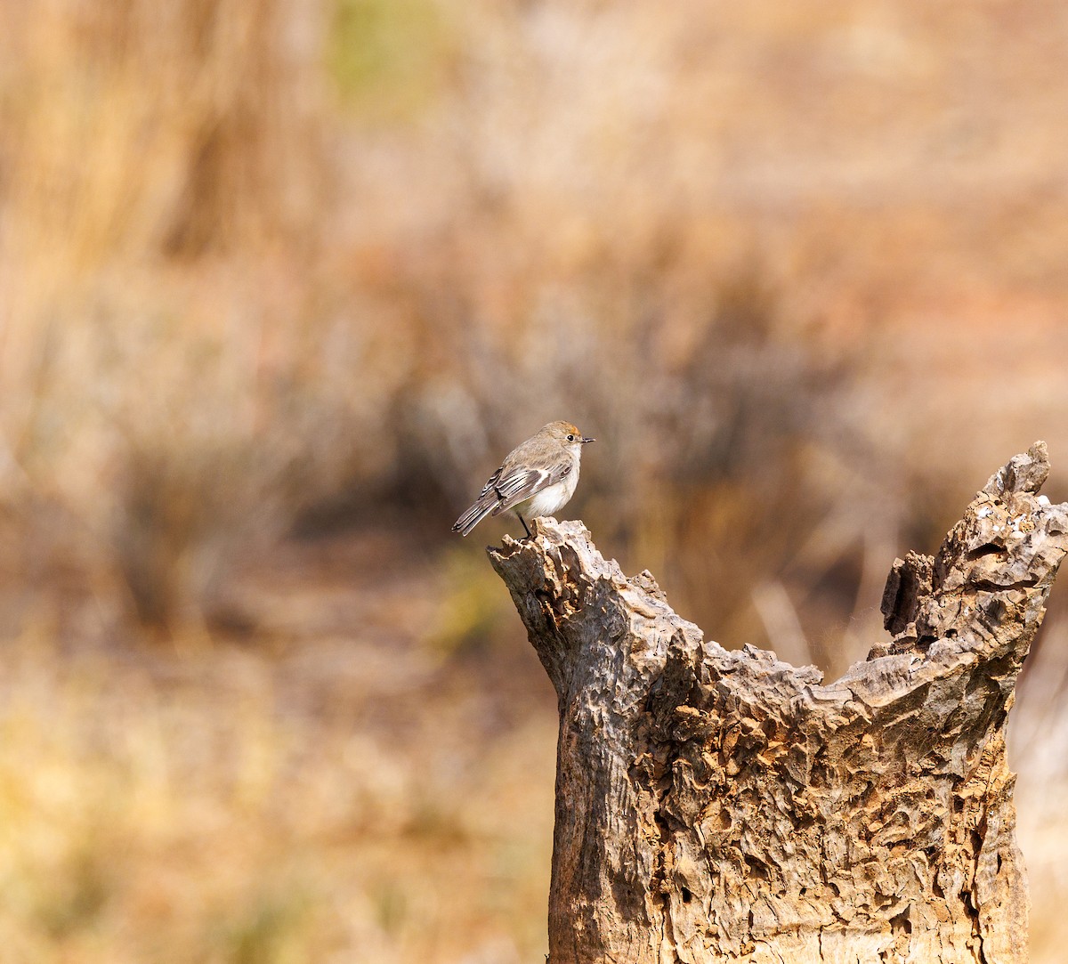 Red-capped Robin - ML619003256