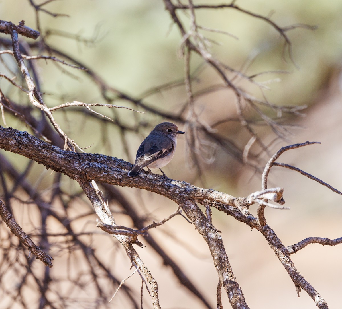 Red-capped Robin - ML619003258