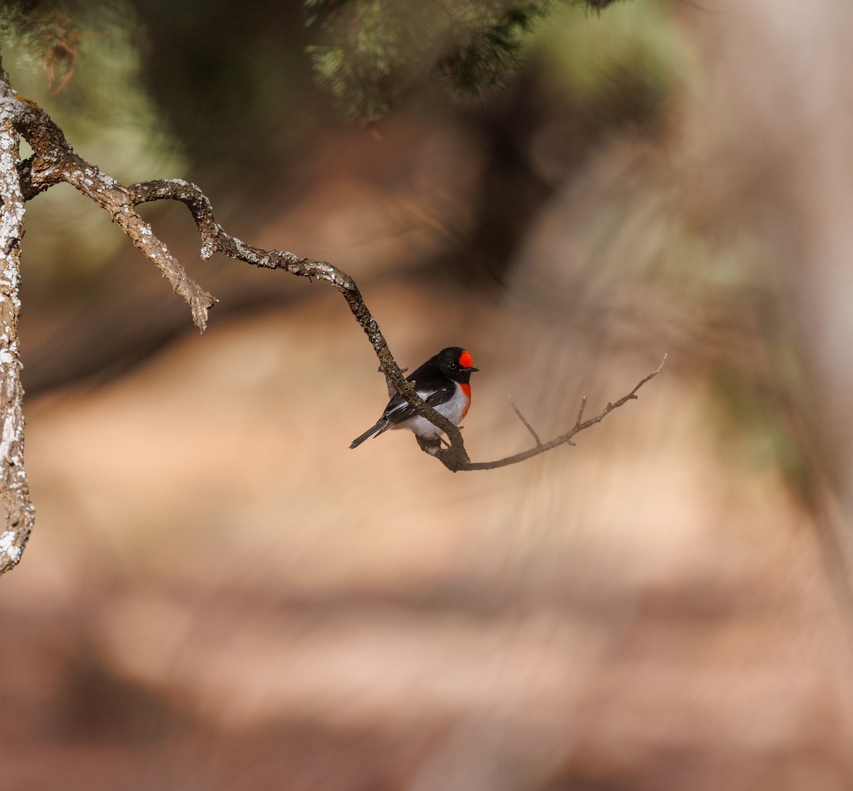 Red-capped Robin - ML619003259